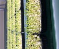 MicroGreen-Farm